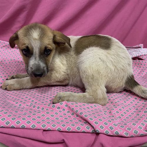 Photo of Archie, adoptable German Shepherd Dog in Modesto, California
