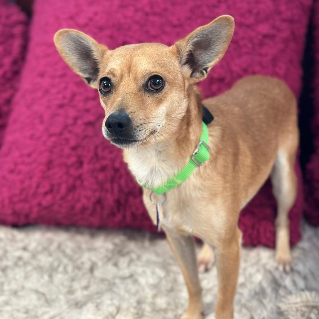 Photo of Donatello, adoptable Chihuahua / Mix in San Francisco, California
