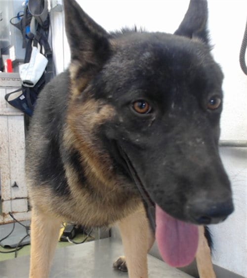 Photo of Mama Bella, adoptable Belgian Shepherd Malinois in San Bernardino, California