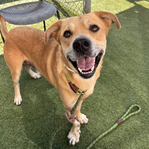 Photo of Exxon, adoptable Labrador Retriever in Mesa, Arizona