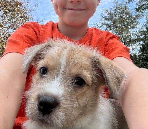 Photo of Avani- the A Litter, adoptable Cairn Terrier in Oakhurst, New Jersey