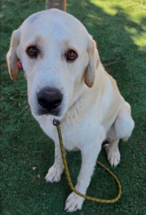 Photo of Mandalorian, adoptable Great Pyrenees in Sedalia, Colorado