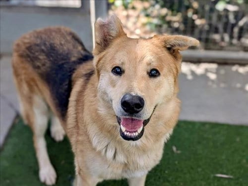 Photo of Remy, adoptable German Shepherd Dog in San Pedro, California