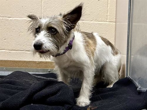 Photo of Coraline, adoptable Terrier in Martinez, California
