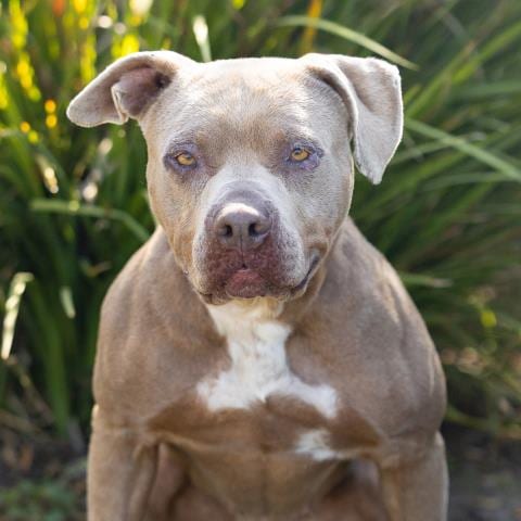 Photo of Clover, adoptable Pit Bull Terrier in Camarillo, California