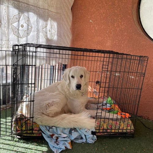 Photo of Hammy (TS), adoptable Great Pyrenees in Whitewright, Texas
