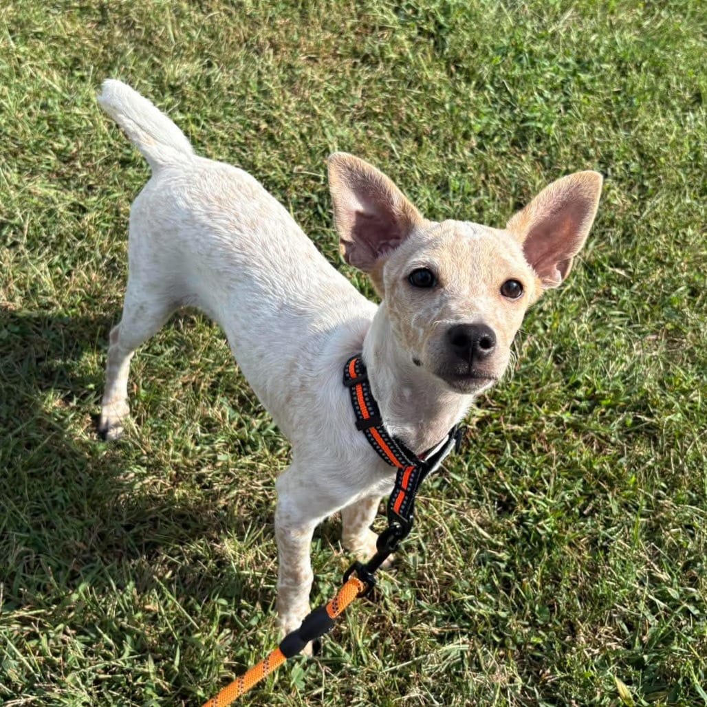 Photo of Ernie, adoptable Terrier / Mixed Breed (Small) in Alma, Wisconsin
