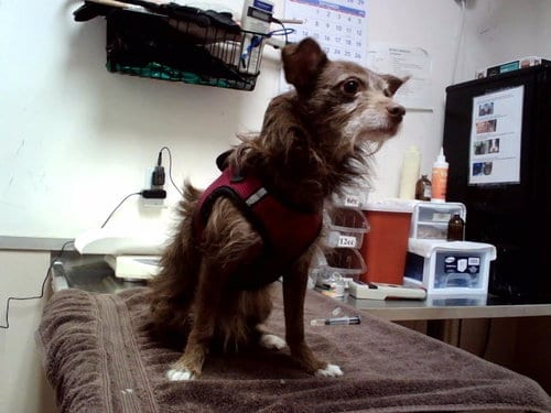 Photo of Koda, adoptable Chihuahua in Martinez, California