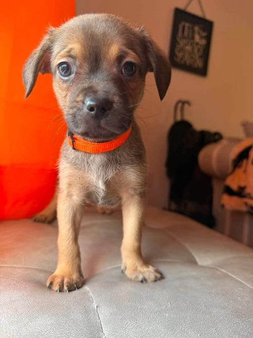 Photo of Fennac, adoptable Terrier in Berlin, New Jersey