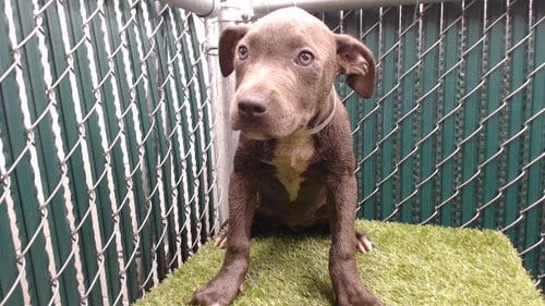 Photo of Twila, adoptable Pit Bull Terrier in Downey, California