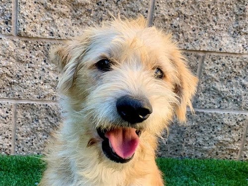 Photo of Candycorn, adoptable Terrier in Moreno Valley, California