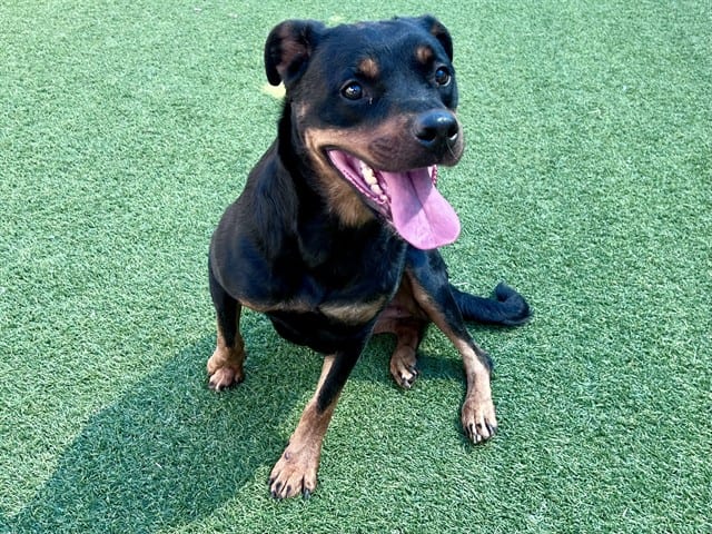 Photo of Star, adoptable Mixed Breed