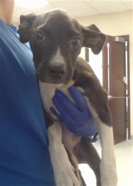 Photo of Gail, adoptable Pit Bull Terrier in Fayetteville, North Carolina