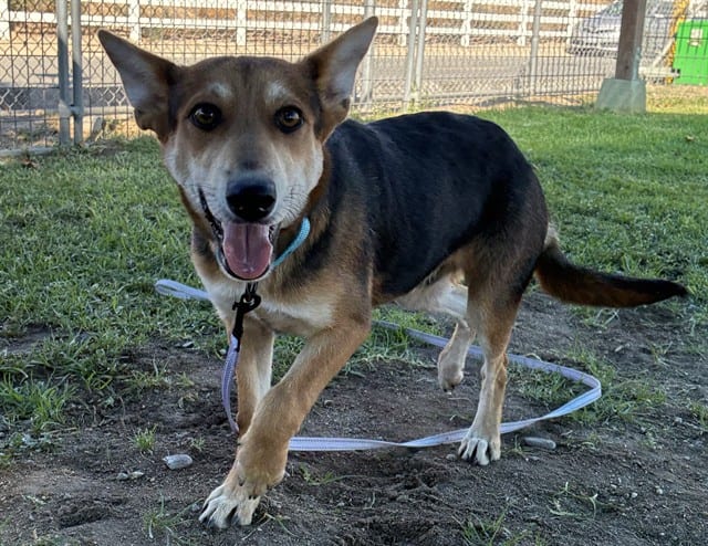Photo of Senior Shepherd mix, adoptable Shepherd mix in Devore, California