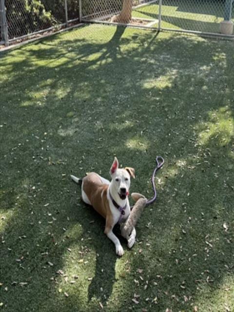 Photo of Zilli, adoptable Staffordshire Bull Terrier in Chatsworth, California