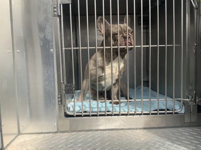 Photo of Loma, adoptable French Bulldog in Chicago, Illinois