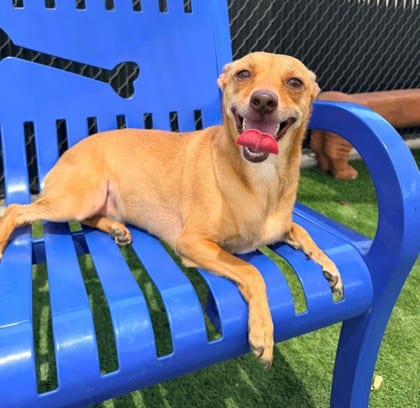 Photo of Bella, adoptable Chihuahua, Short Coat/Mix in Bakersfield, California