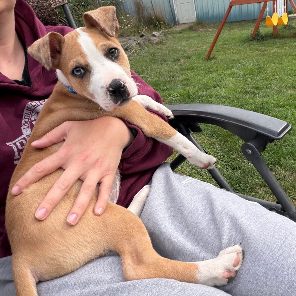 Photo of Rodeo, adoptable Terrier, Pit Bull / Mixed Breed (Medium) in Newberg, Oregon