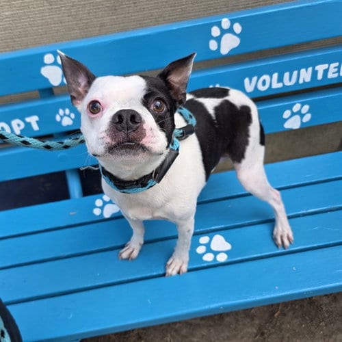 Photo of Apollo, adoptable Boston Terrier in Long Beach, California