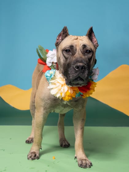 Photo of Ember, adoptable dog in Atlanta, Georgia