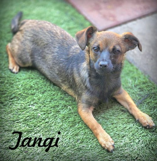Photo of Tangi, adoptable Dachshund in Chino Hills, California
