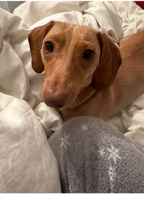 Photo of Coney, adoptable Dachshund in Taunton, Massachusetts