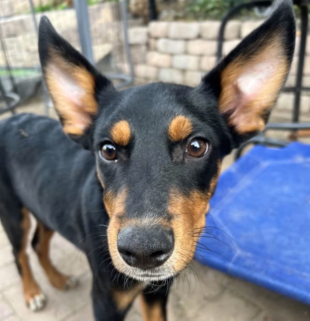 Photo of Raven, adoptable Doberman Pinscher/Australian Cattle Dog in Fort Collins, Colorado