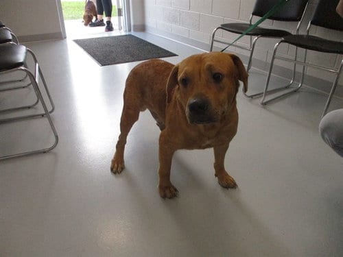Photo of Gustav, adoptable Labrador Retriever in Ocala, Florida