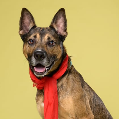 Photo of Tracker Jack, adoptable dog in Atlanta, Georgia
