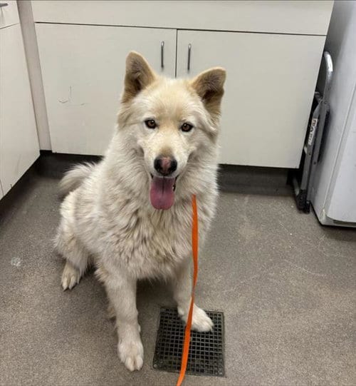 Photo of Nova, adoptable Husky in HESPERIA, California