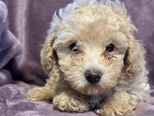 Photo of Kali - In Foster in Rocky Mount, NC, adoptable Poodle (Miniature) in Pacolet, South Carolina