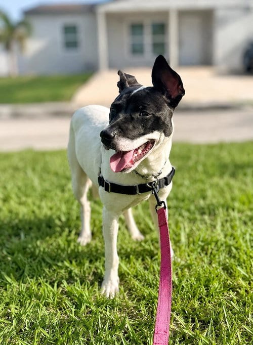 Photo of Capucine Pup - Lombardi, adoptable Boxer in Pompano Beach, Florida