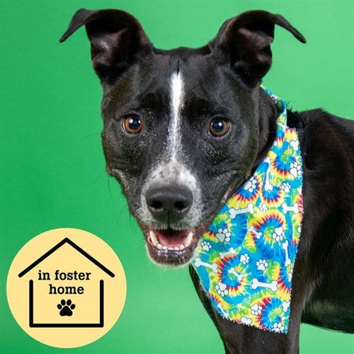 Photo of Caiden, adoptable Pit Bull Terrier in St Louis, Missouri