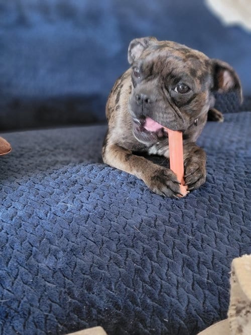 Photo of Serena, adoptable French Bulldog in Cuyahoga Falls, Ohio