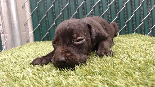 Photo of Kitkat, adoptable Pit Bull Terrier in Downey, California