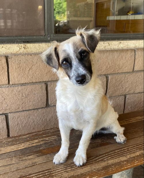 Photo of Otto, adoptable Maltese in La Verne, California