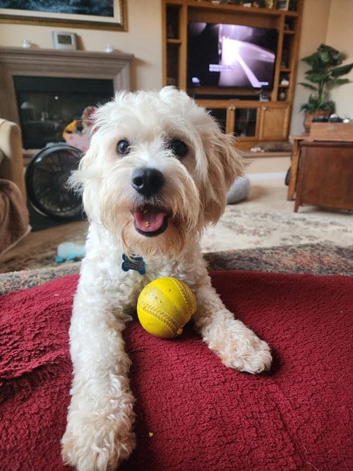 Photo of Pippin, adoptable Maltese in Escondido, California