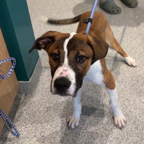 Photo of Dreamy, adoptable Unknown breed in Shelburne, Vermont