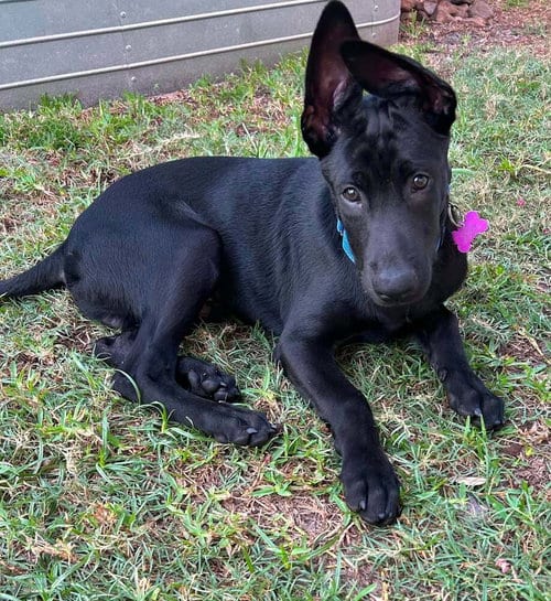 Photo of Texas Legends Litter- Stevie Ray - Located in TX, adoptable Belgian Shepherd Malinois in Imlay City, Michigan