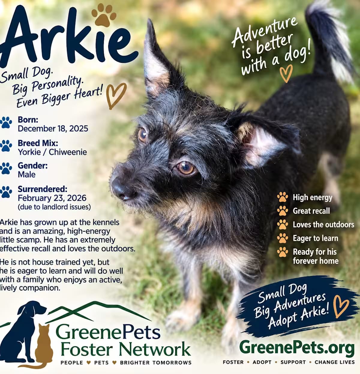 Photo of Arkie, adoptable Yorkie, Yorkshire Terrier/Chiweenie in Greeneville, Tennessee
