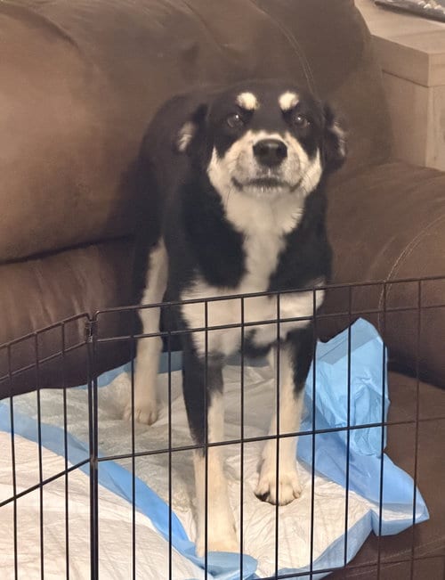Photo of Jolly, adoptable Australian Cattle Dog/Blue Heeler in Pflugerville, Texas