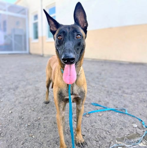 Photo of Fae, adoptable Belgian Shepherd Malinois in Oakland, California
