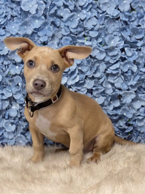 Photo of Burrito, adoptable Pit Bull Terrier in Bakersfield, California