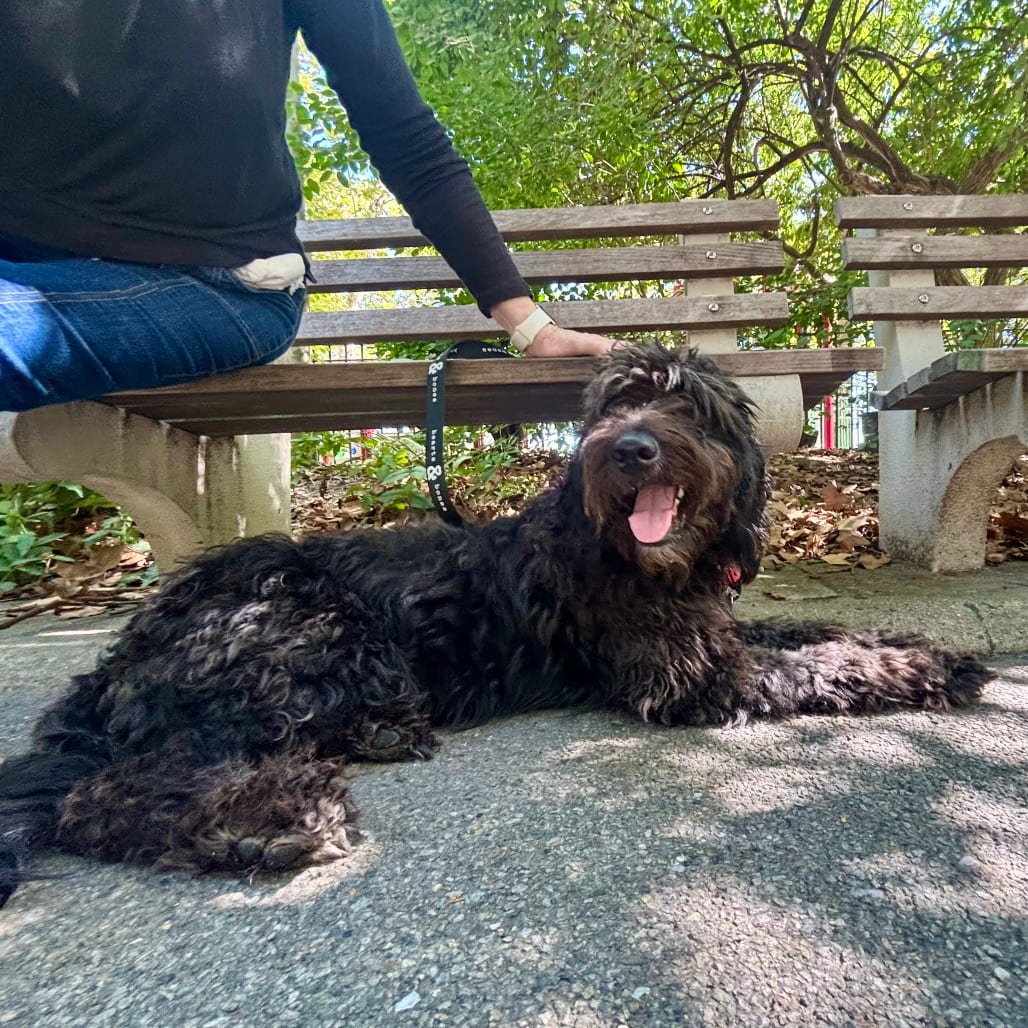 Photo of Oreo, adoptable Poodle, Standard / Retriever, Black Labrador