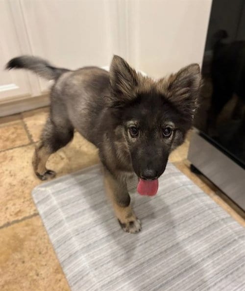 Photo of A742894, adoptable German Shepherd Dog in Sacramento, California