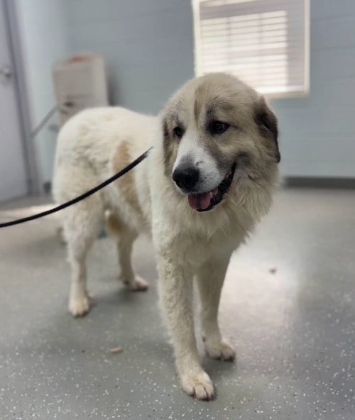 Photo of Cider, adoptable Great Pyrenees in Croydon, New Hampshire