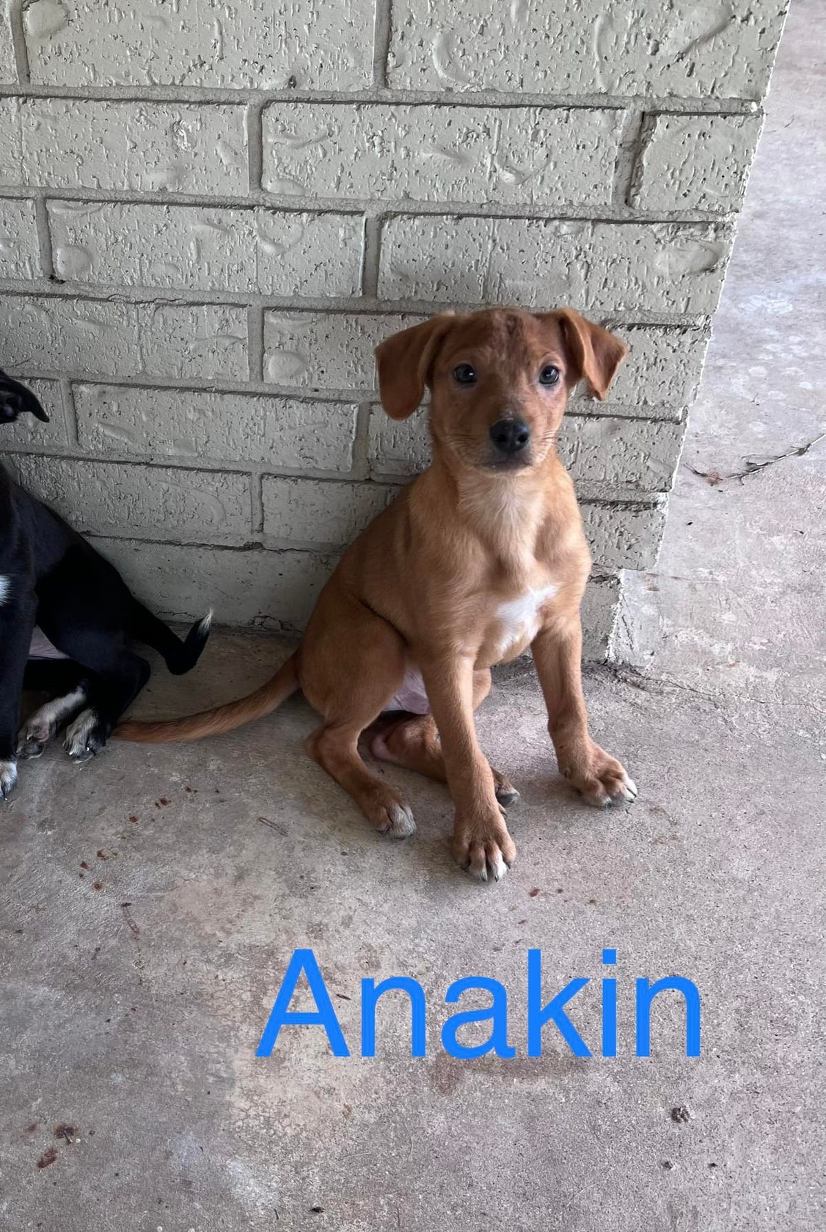Photo of Copper, adoptable dog in Kempner, Texas