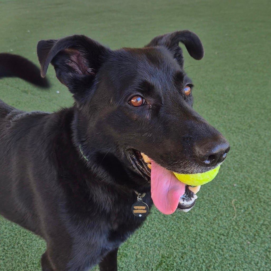 Photo of Jeffrey, adoptable Shepherd, German / Mixed Breed (Large) in Riverside, California