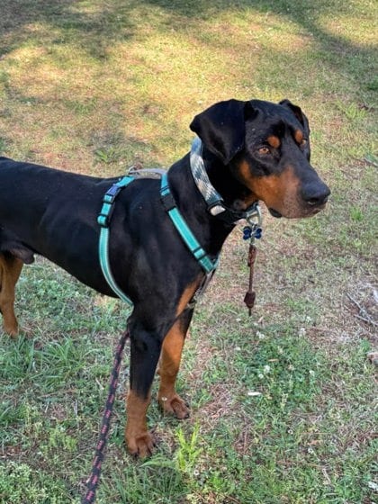 Photo of Shadobie, adoptable dog in Chamblee, Georgia