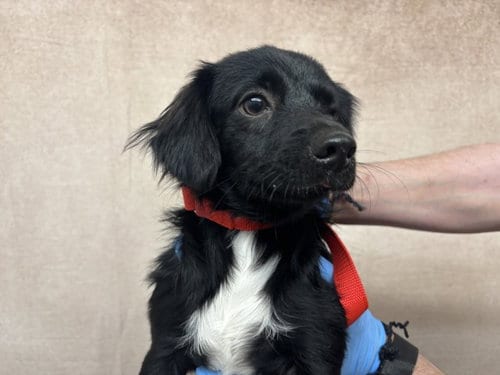 Photo of Monster, adoptable Chihuahua in San Bernardino, California
